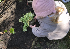 Dziecko sadzi kwiatka w przedszkolnym ogrodzie