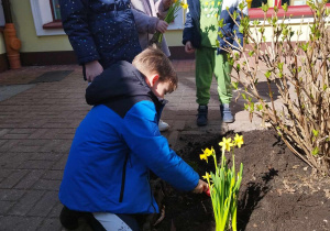 Dziecko sadzi kwiatka w przedszkolnym ogrodzie