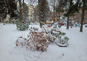 Śnieg na krzewach