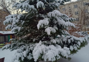 Śnieg na choince